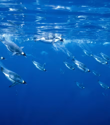 Manchots empereurs plongeant (Aptenodytes forsteri), Antarctique.