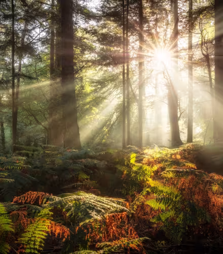 Forêt européenne