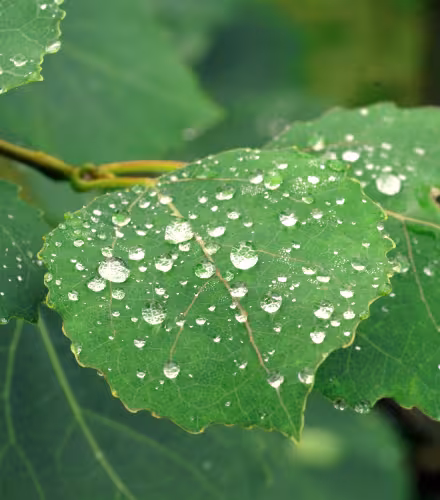 Feuilles de tremble (Populus tremula) avec des gouttes d’eau, en Suède