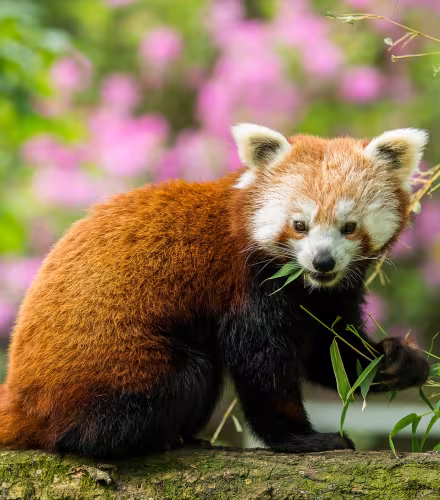 Money Walkie collaboration avec le WWF France