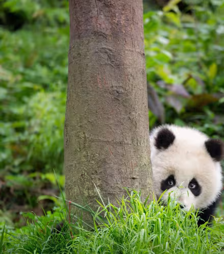 Jeune bébé panda qui se cache derrière un arbre, Bifengxia Panda Base, Sichuan. China