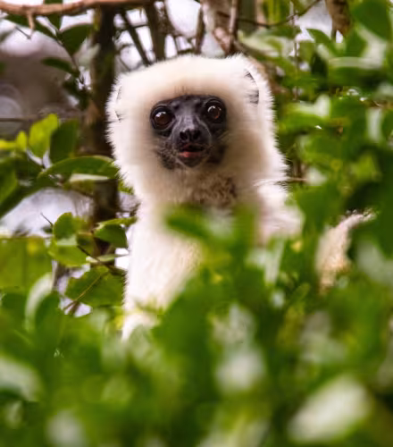 Propithèque soyeux - Madagascar