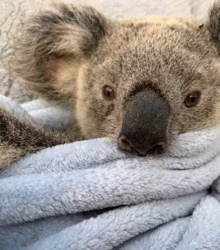 Tête du koala Maryanne, rescapé des feux en Australie. 