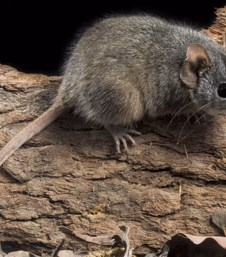 Un marsupial à tête argentée sur un tronc d'arbre