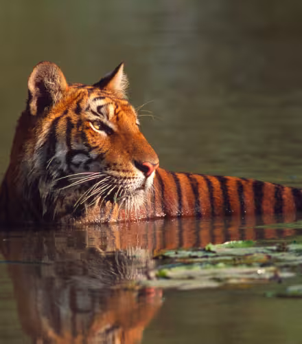 Tigre-Thailand-Nenuphar