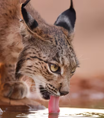 Un lynx ibérique (Lynx pardinus) en train de boire de l'eau.