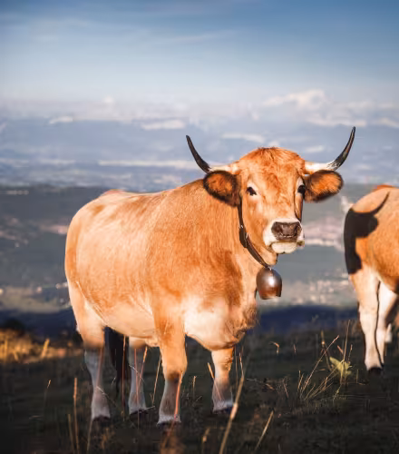 Vache avec un anneau dans une prairie
