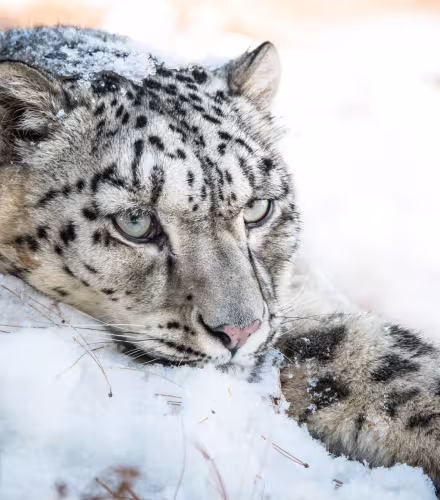Snow leopard, pakistan