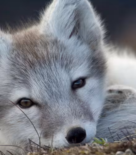Heureux événement chez le renard d’Arctique