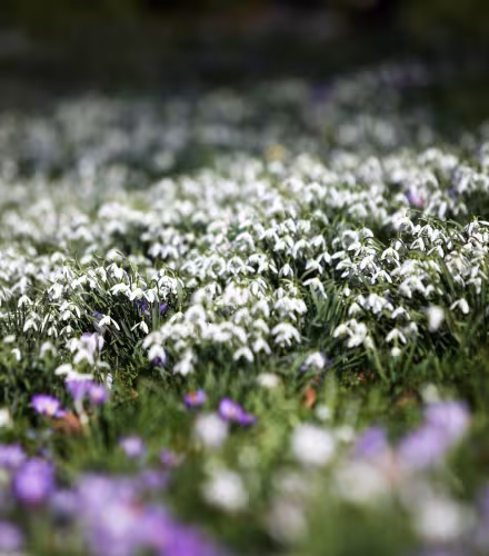 Parterre fleuri