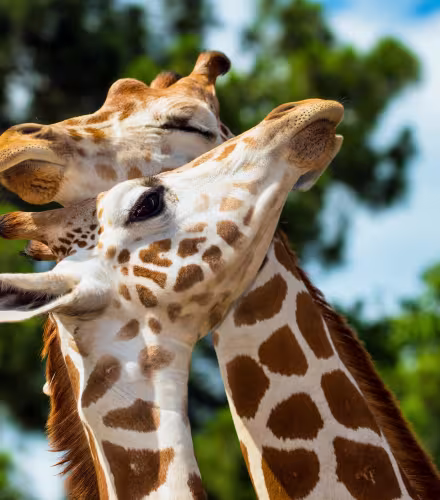 Giraffa camelopardalis rothschildi