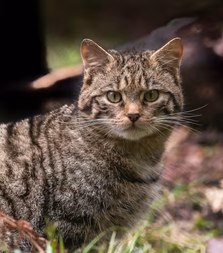 Felis silvestris 