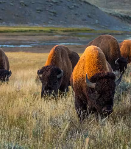 Bisons aux États-Unis