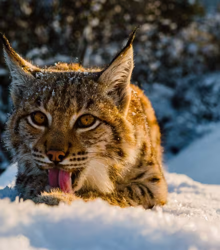 Lynx Lynx