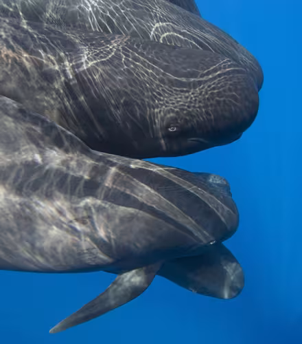 Globicéphale en mer Méditérranée