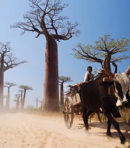 Allée des baobabs, Morondava (Madagascar)