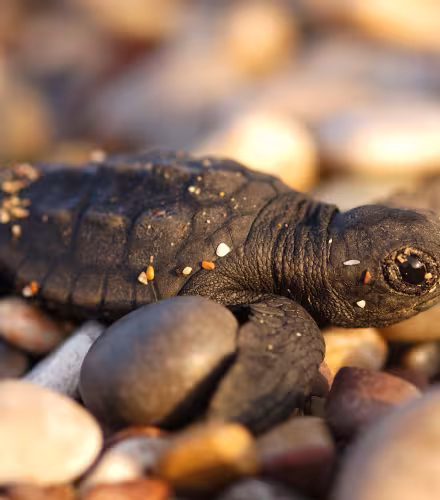 Bébé tortue caouanne