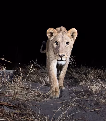 Camera gtrap, Région de Zambezi