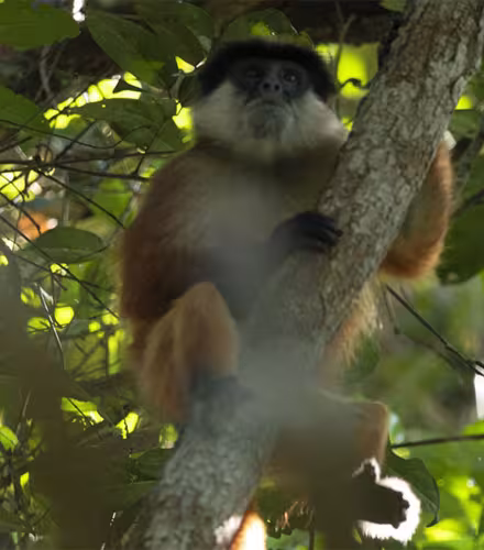 Un colobe rouge de Bouvier (Piliocolobus bouvieri) est caché dans des feuillages.