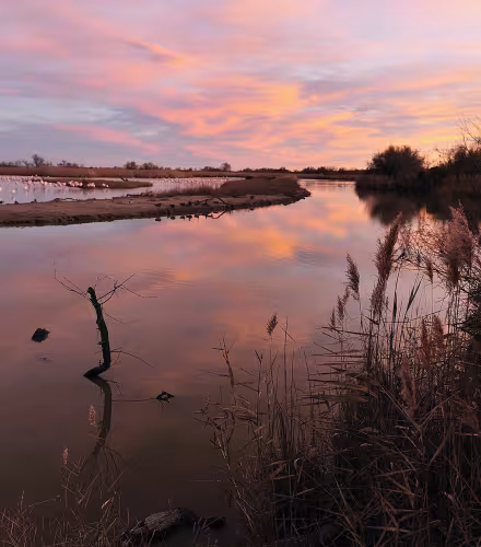 Colonie de flamands roses Camargue