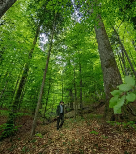 Forêt Maramures en Roumanie 