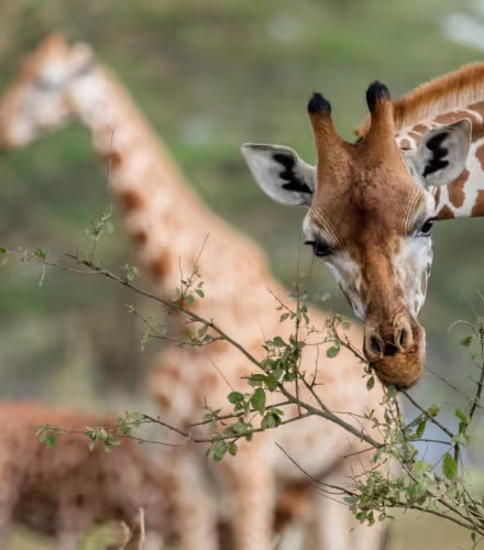 Girafe dans un parc national (Kenya)
