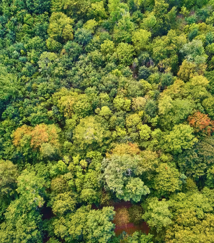 forêts françaises vue aérienne