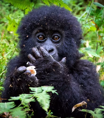Bébé gorille des montagnes (Gorilla beringei beringei) se nourissant