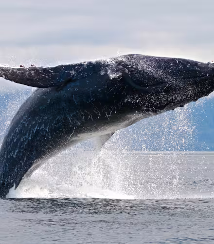 Baleine à bosse (Megaptera novaeangliae)