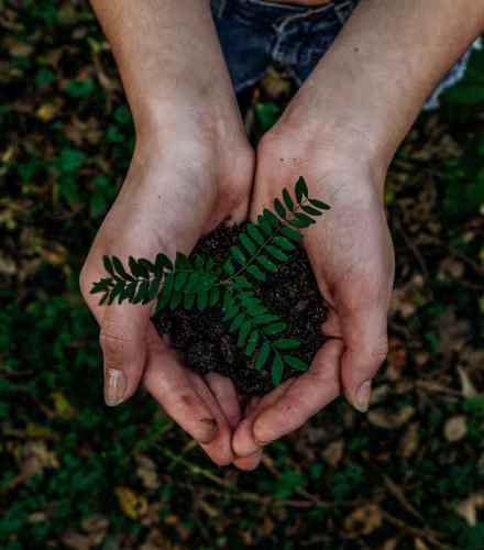Une personne tient une motte de terre dans laquelle se trouve une jeune plante.