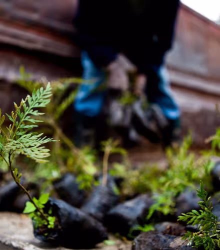Jeunes pousses de Grevillea robusta