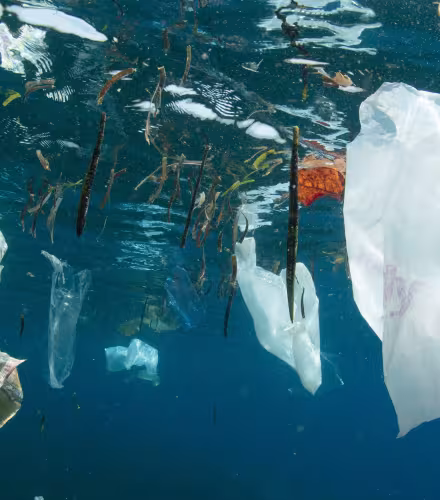 Du plastique dans l'océan