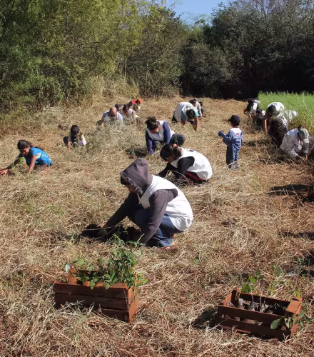 Opération de plantation d'arbres, forêt atlantique, Haut Paraná 